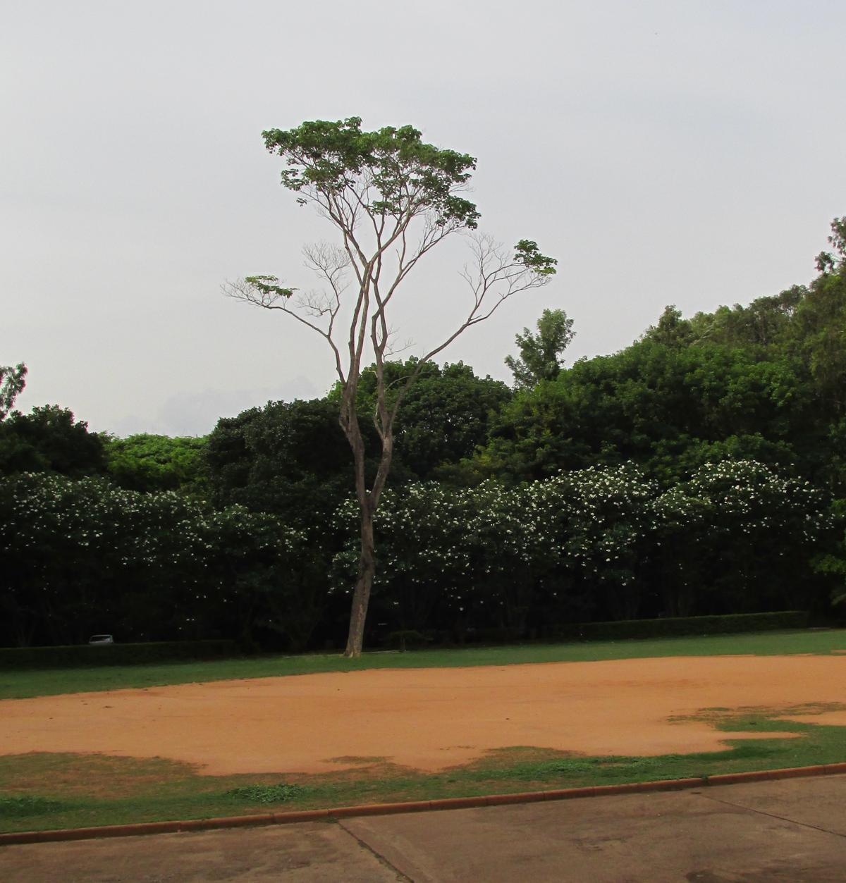 cv-raman-tree